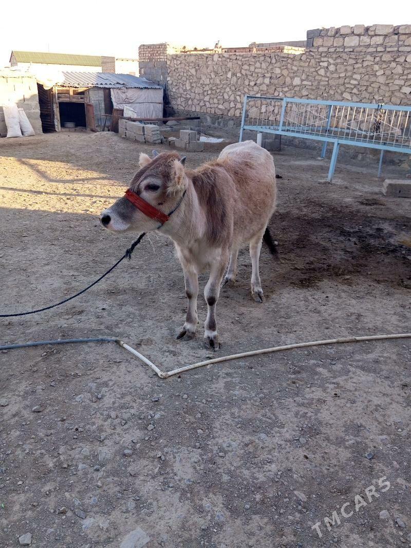 Öý haýwanlaryGöleli sygyr - Берекет - img 4