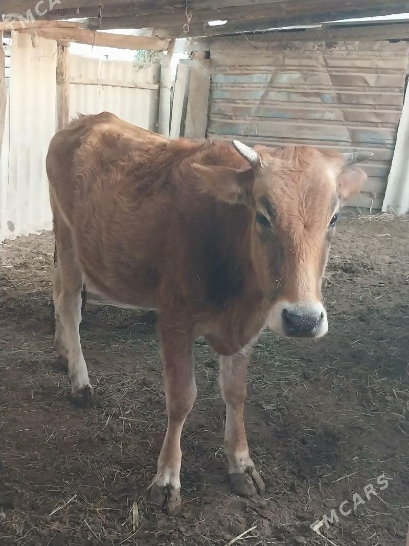 Göleli sygyr  Öküz - Ак-Бугдайский этрап - img 6