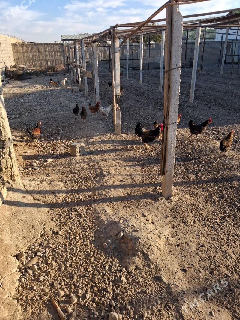 towuk - Büzmeýin - img 4