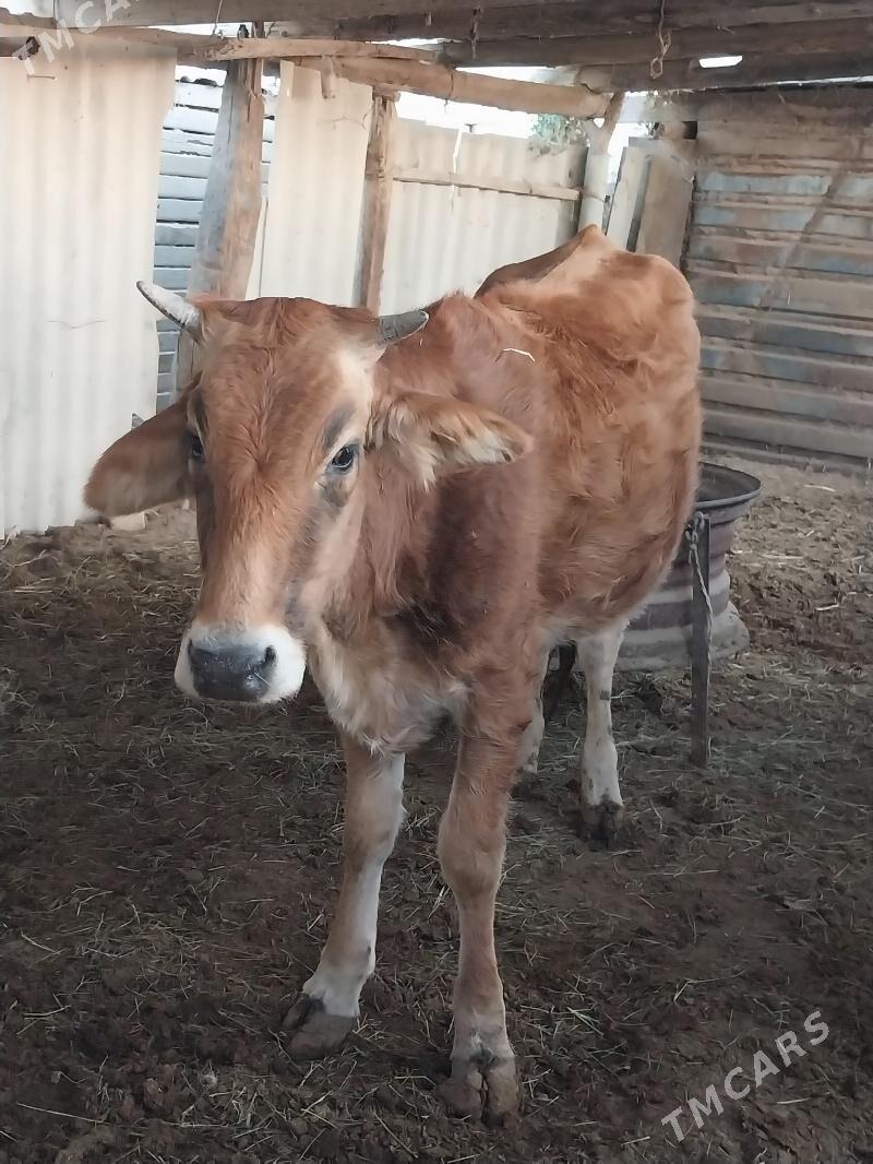 Göleli sygyr  Öküz - Ак-Бугдайский этрап - img 5