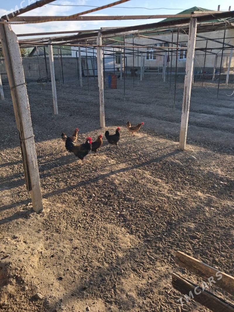 towuk - Büzmeýin - img 3