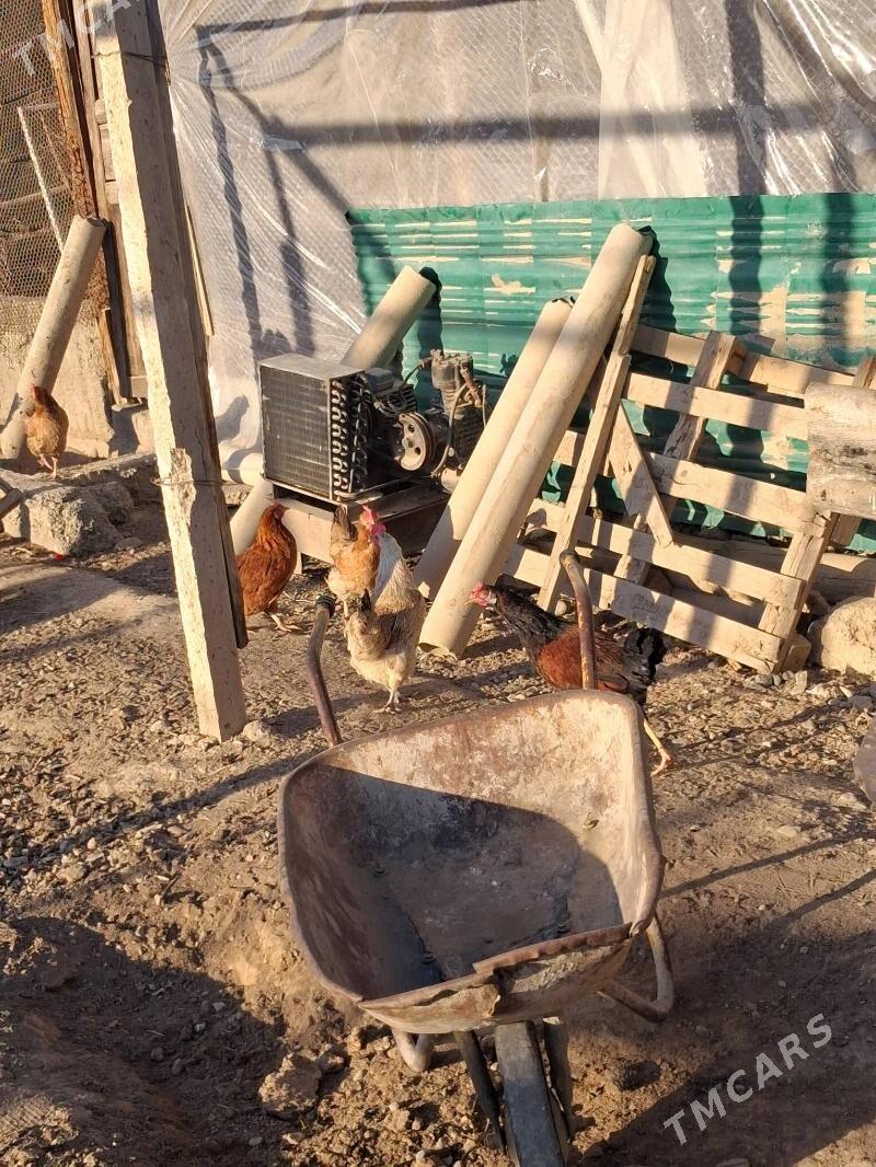 towuk - Büzmeýin - img 2