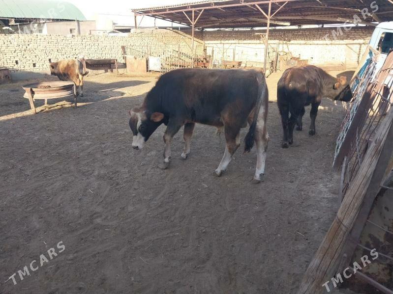 Göleli sygyr  Öküz - Ак-Бугдайский этрап - img 3