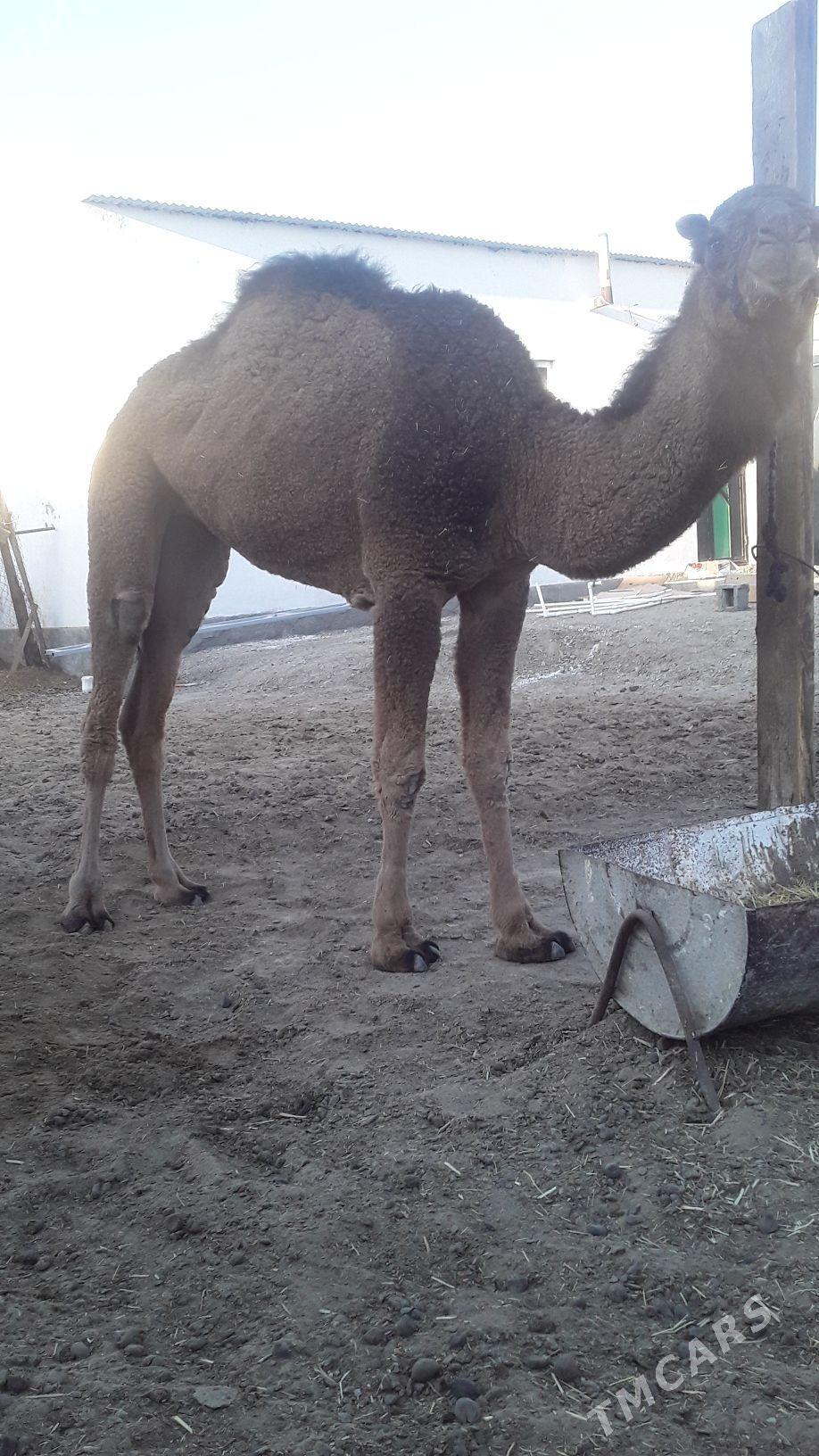 DUYE - Bäherden - img 2