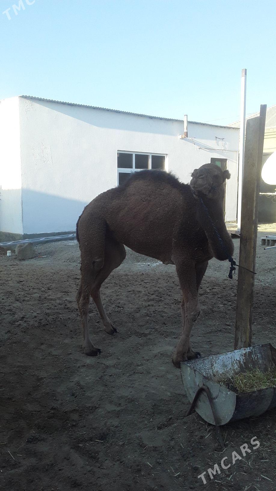 DUYE - Bäherden - img 3