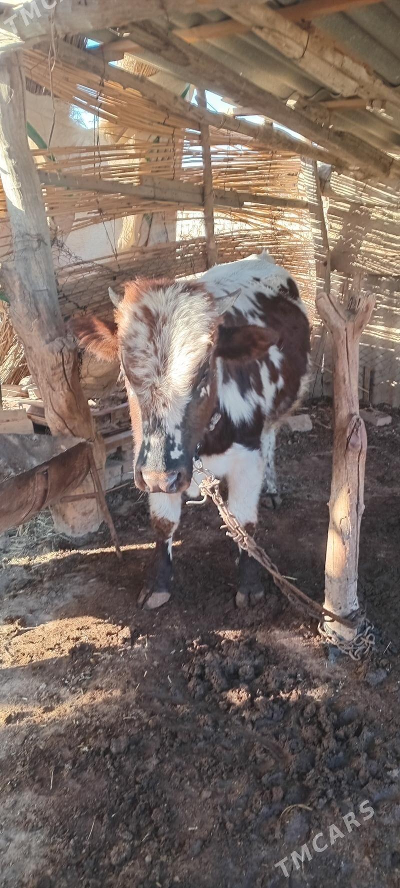 OKUZ - Türkmengala - img 3