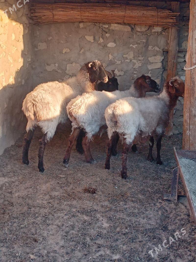 Goýun - Bereket - img 1