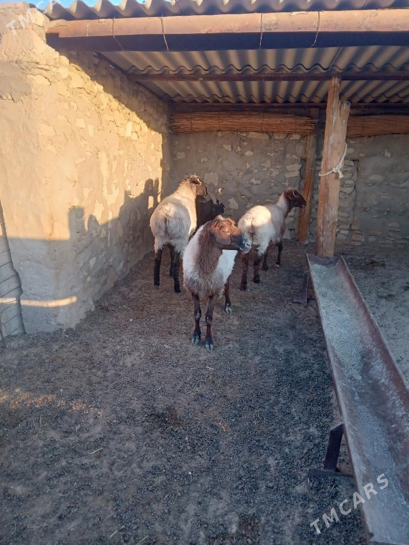 Goýun - Bereket - img 2
