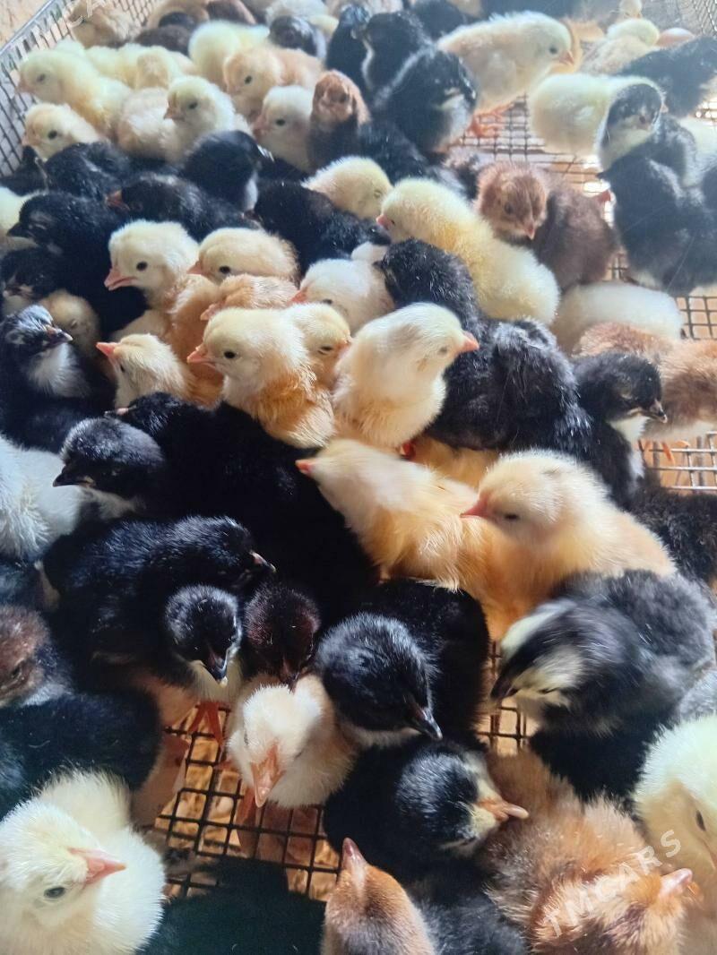 towuk juyje жуже - Şabat etr. - img 2