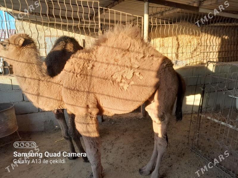 Torum - Берекет - img 2