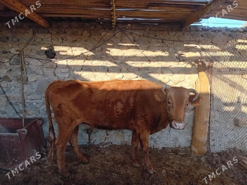 сыгыр - Гызыларбат - img 1