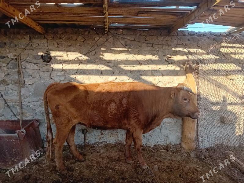 сыгыр - Гызыларбат - img 2