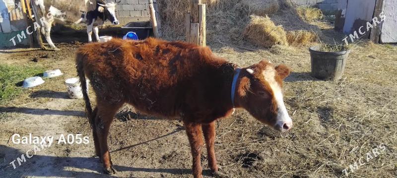 tuwe - Гёкдепе - img 1