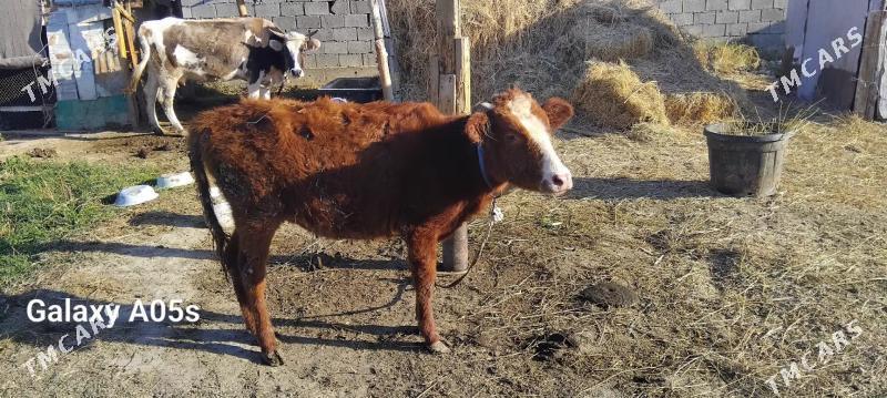 tuwe - Гёкдепе - img 3