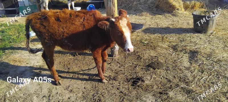 tuwe - Гёкдепе - img 2