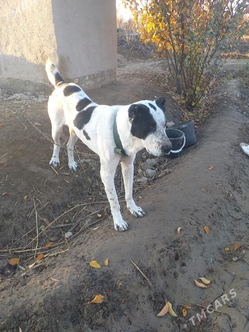 gara gush - Дашогуз - img 4