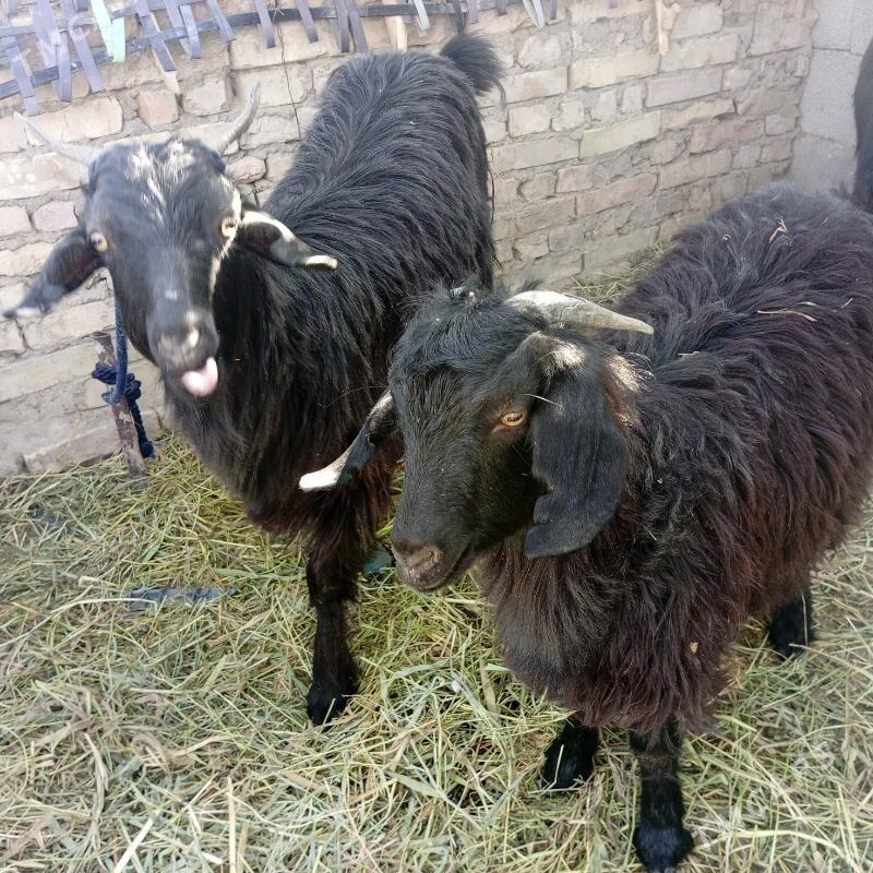 Geci bogaz - Gökdepe - img 2