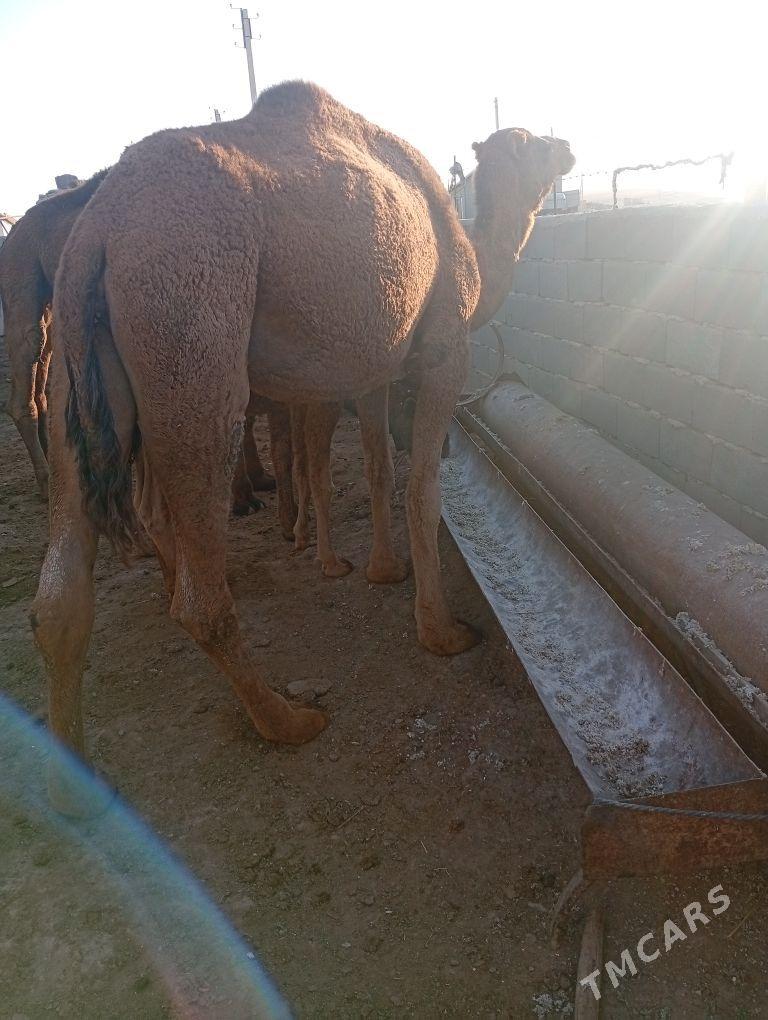 duye - Bereket - img 2