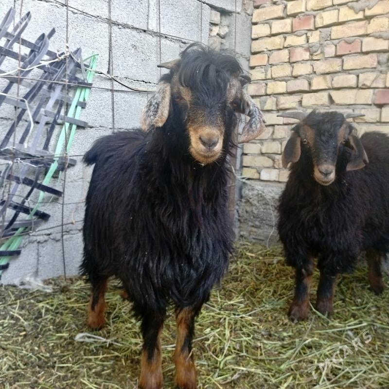 Cewisler gurat - Gökdepe - img 3