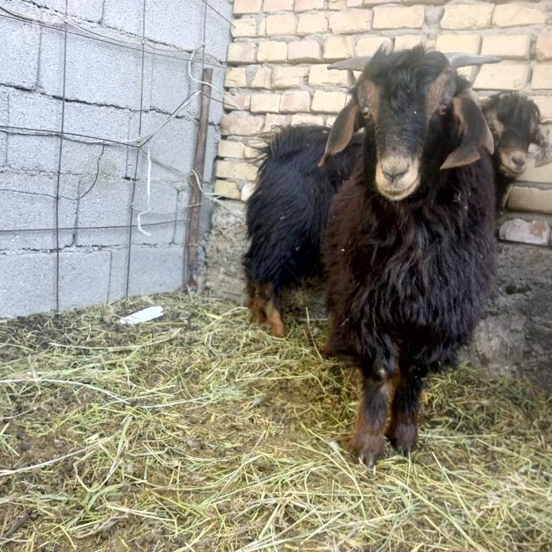 Cewisler gurat - Gökdepe - img 2