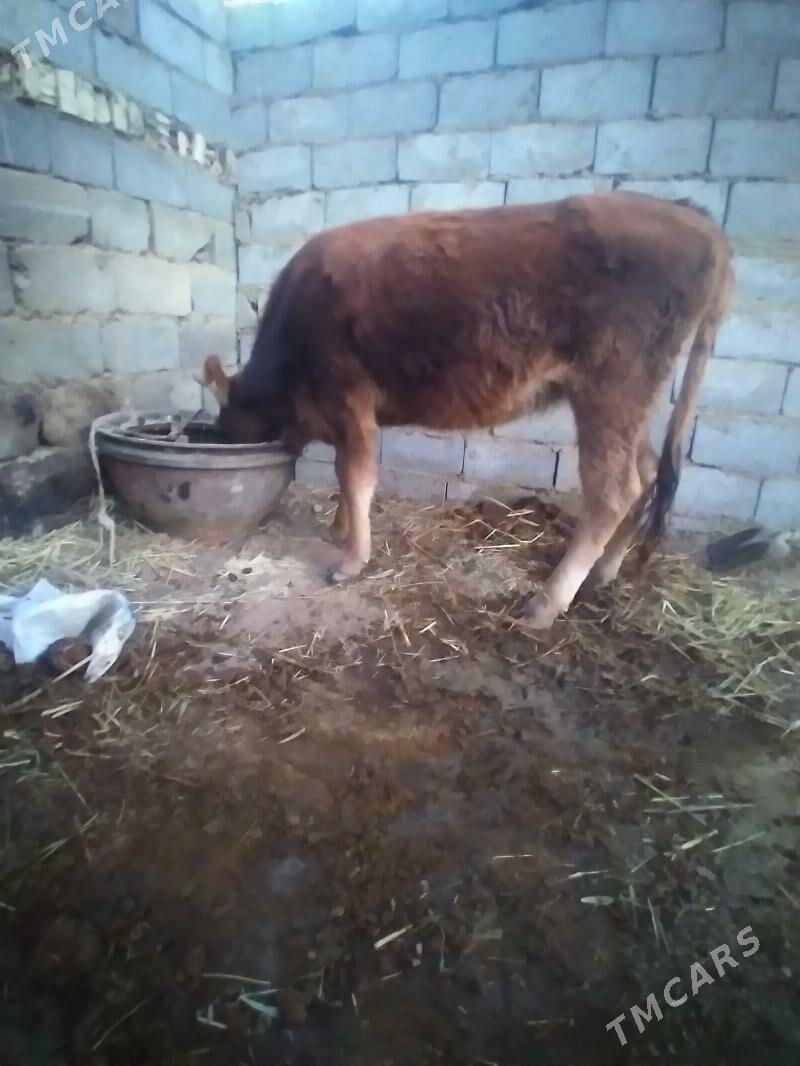 tüwe - Bäherden - img 1