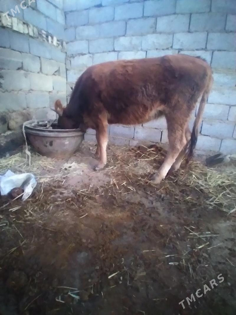 tüwe - Bäherden - img 2