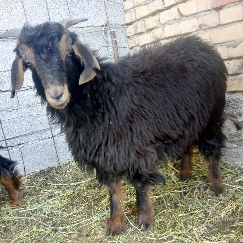 Cewisler gurat - Gökdepe - img 1