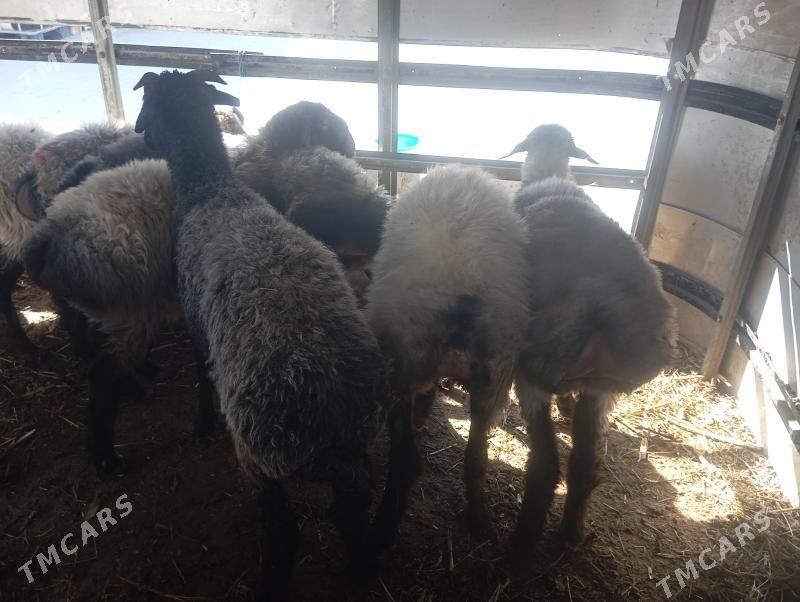 issek goyun - Aşgabat - img 2