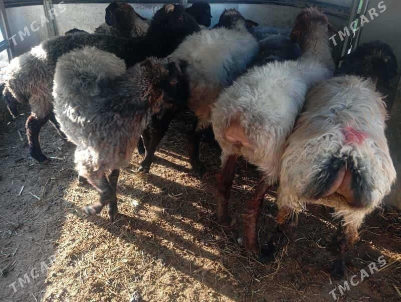 issek goyun - Aşgabat - img 4