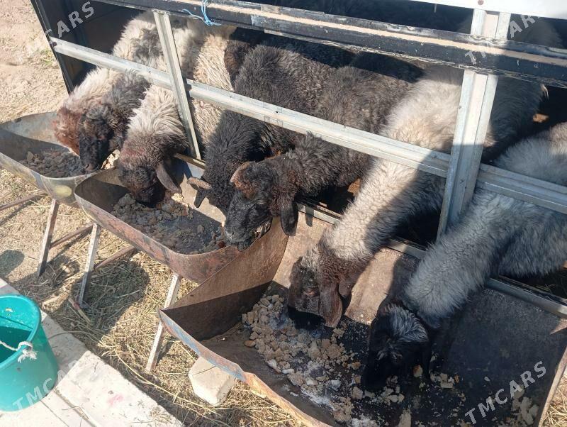 issek goyun - Aşgabat - img 5