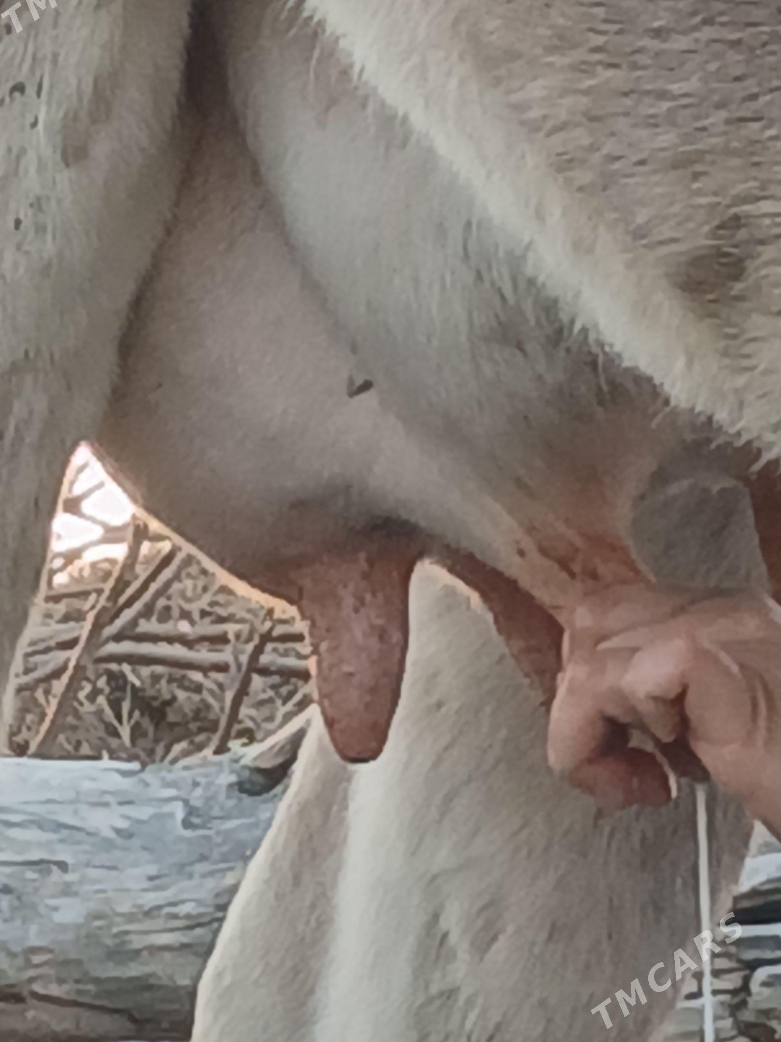 GOLELI SYGYR. - Бахарден - img 5