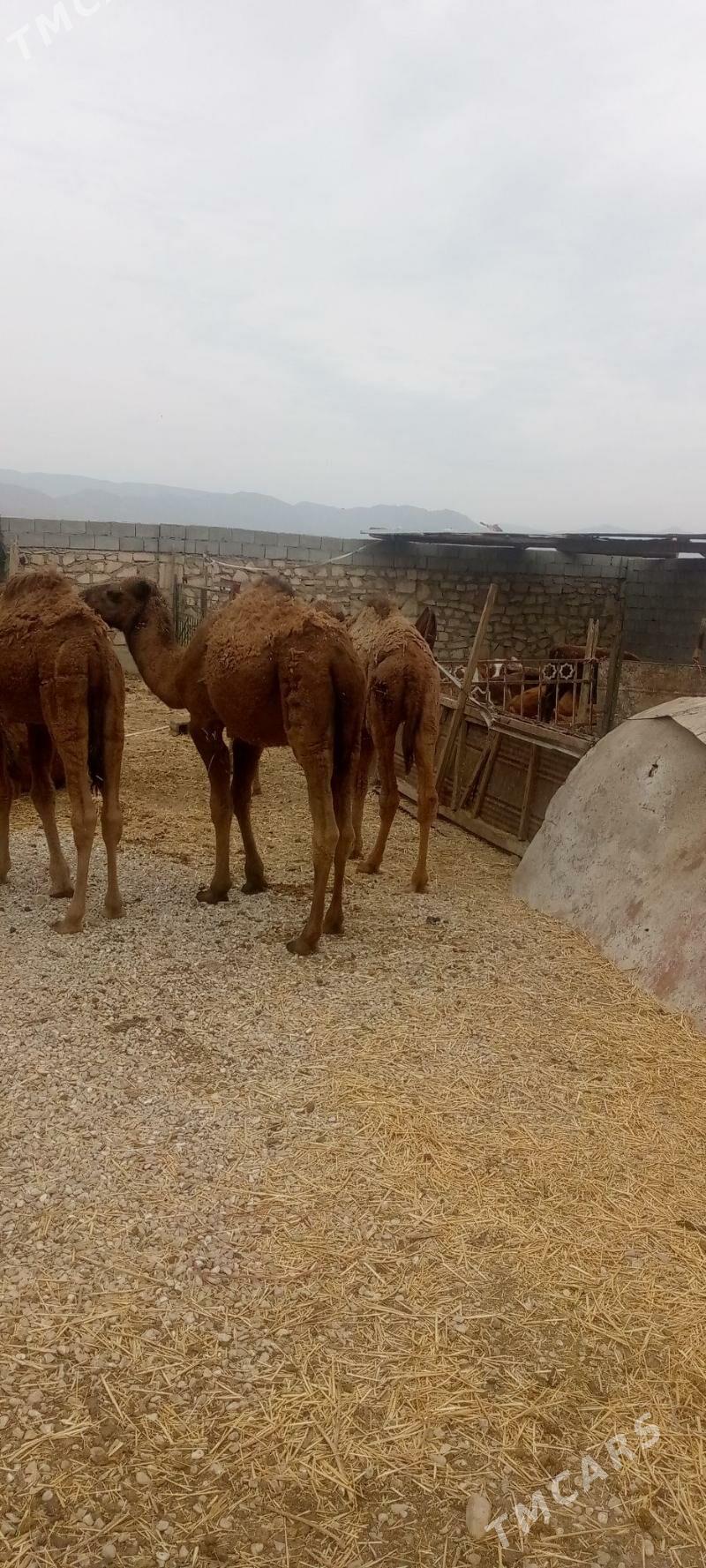 torym - Балканабат - img 3