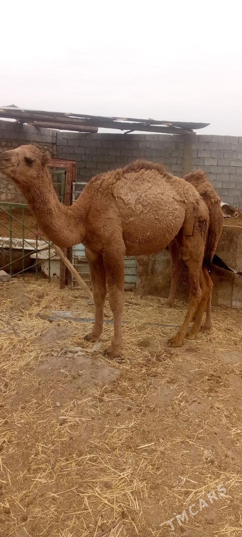 torym - Балканабат - img 2