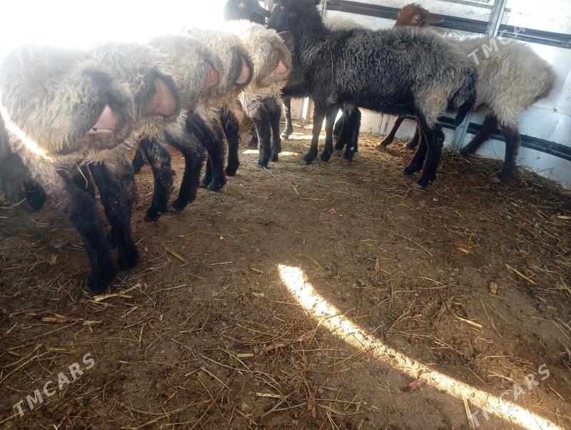 issek goyun - Aşgabat - img 8