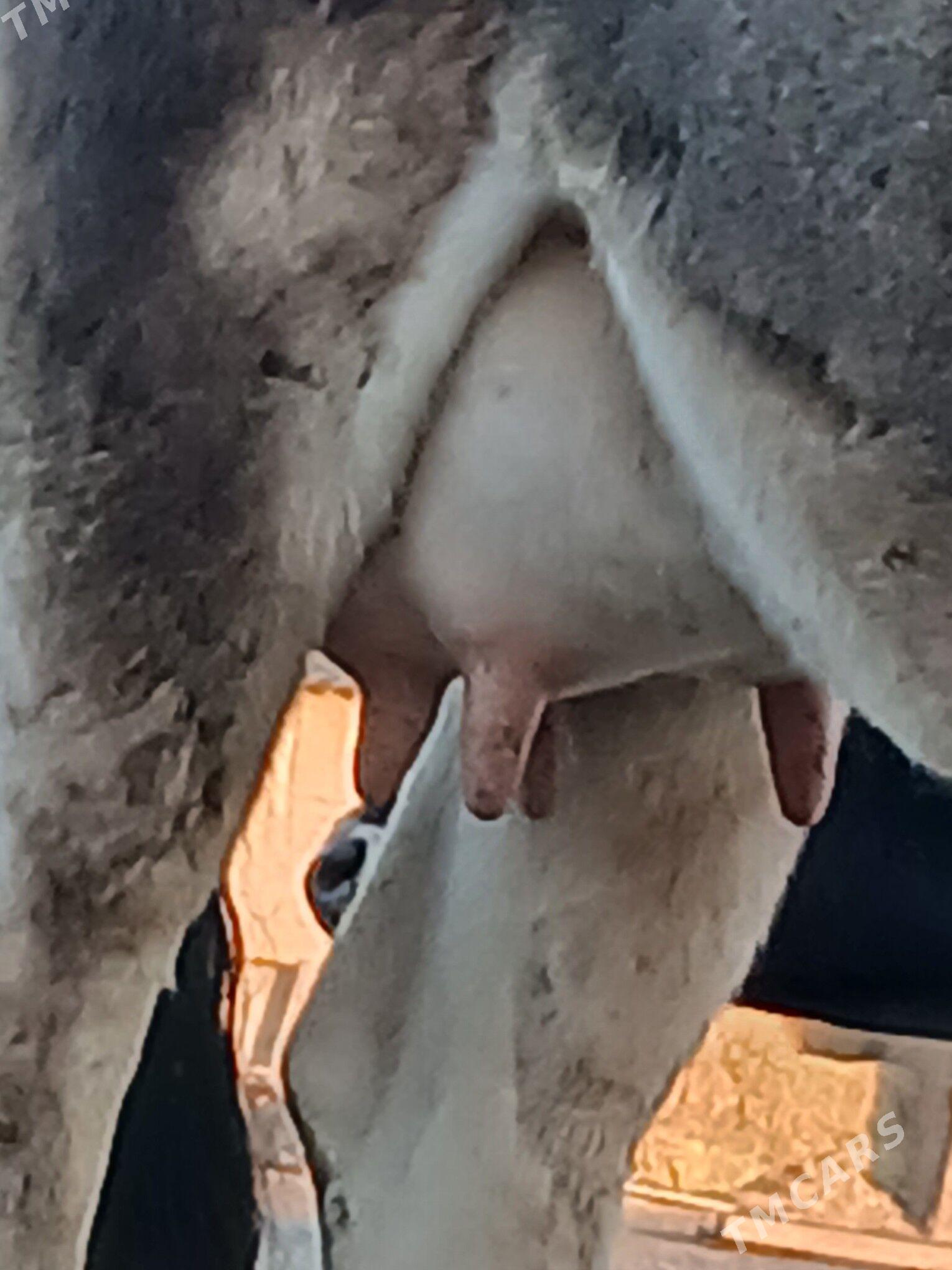 GOLELI SYGYR. - Бахарден - img 3