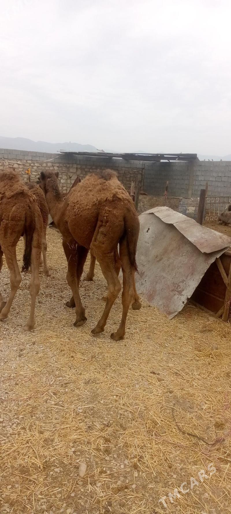 torym - Балканабат - img 4