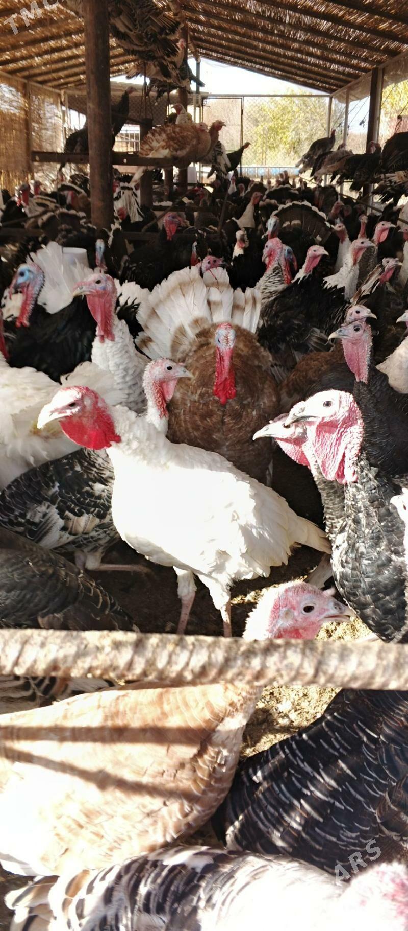 induk - Oguz han - img 2