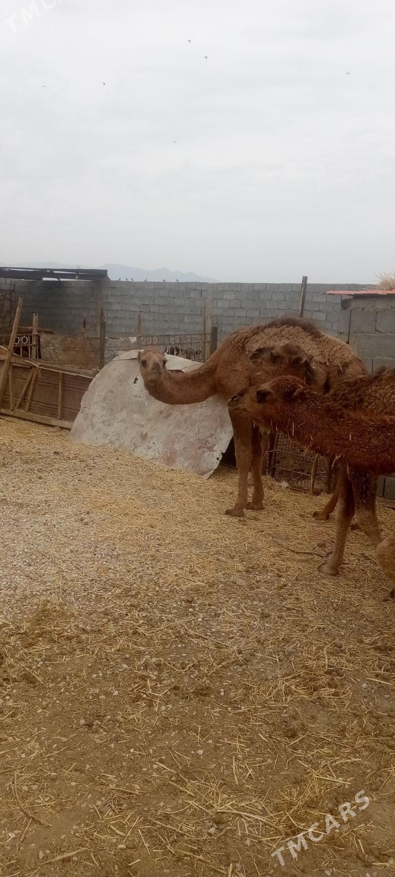 torym - Балканабат - img 5