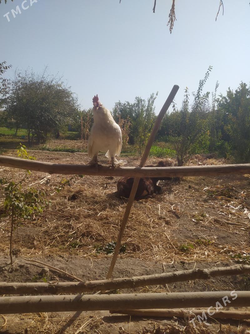 yaponka towuk - Фарап - img 2