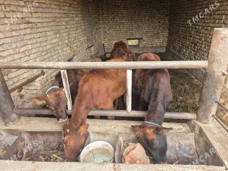 okuzce,gunajn - Чарджоу - img 2