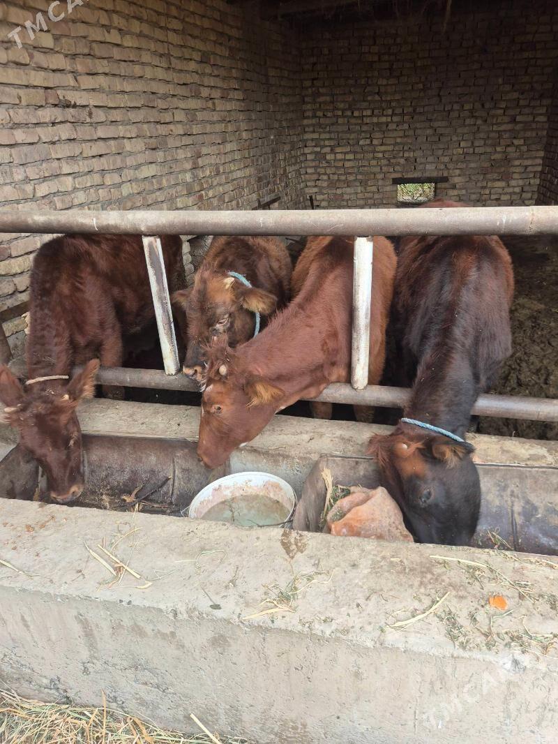 okuzce,gunajn - Чарджоу - img 1