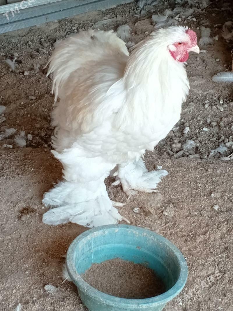 brama - Ашхабад - img 4