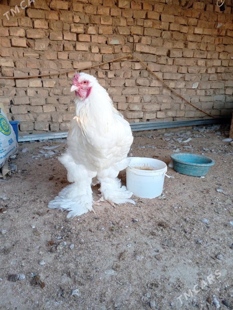 brama - Ашхабад - img 8