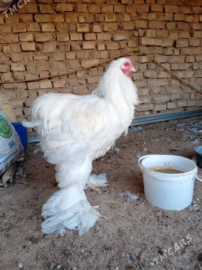 brama - Ашхабад - img 7