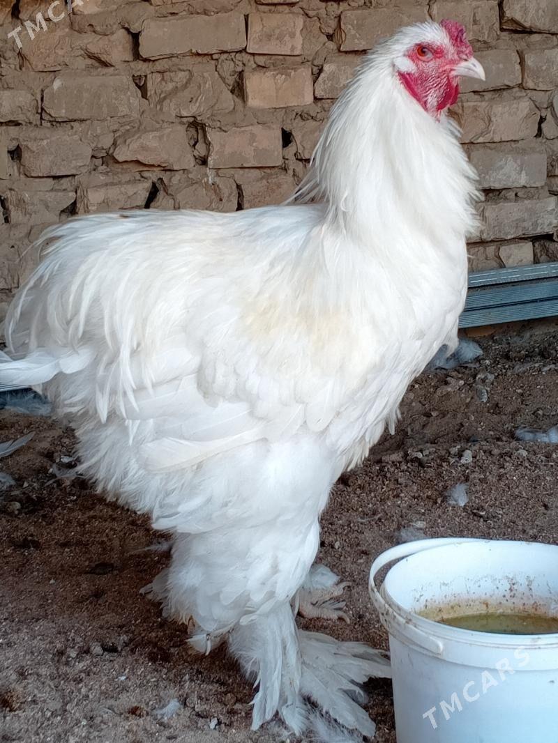 brama - Ашхабад - img 6