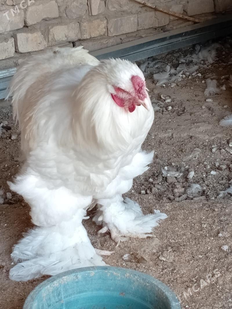 brama - Ашхабад - img 3