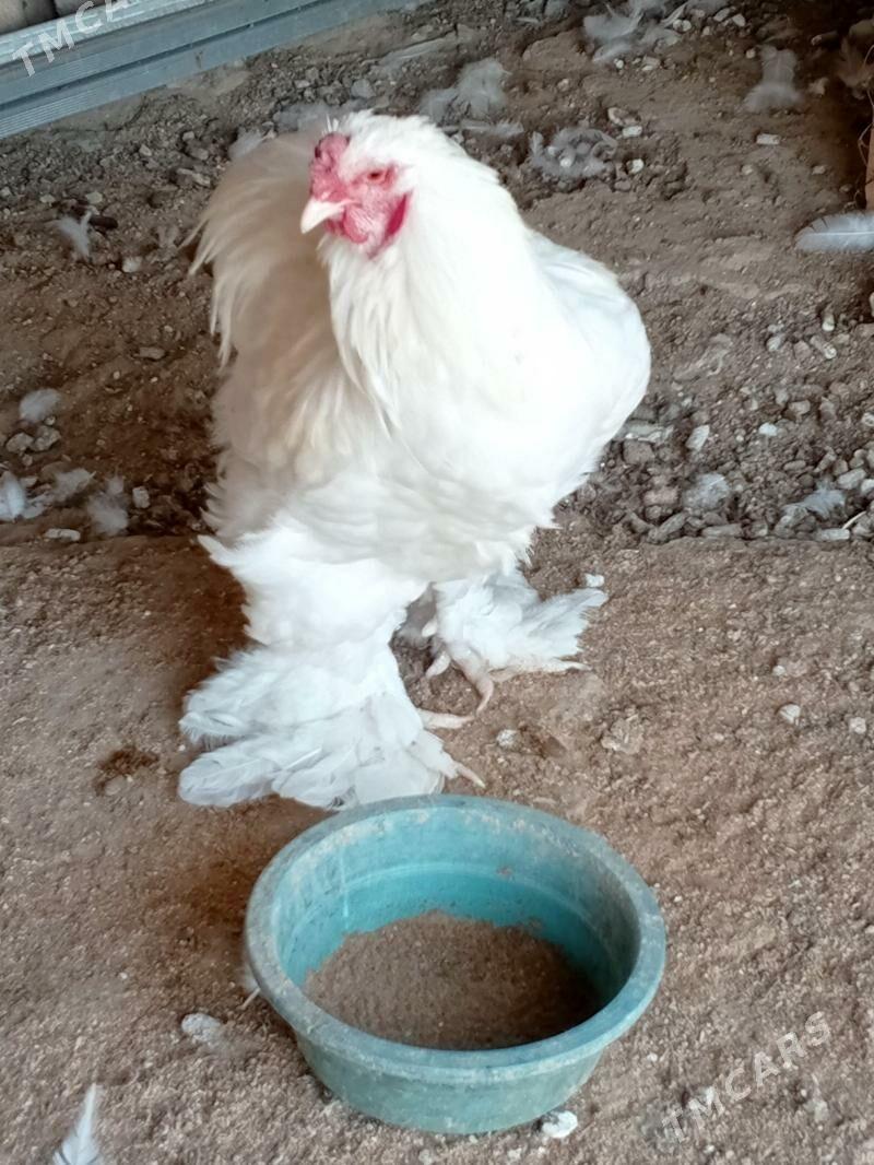 brama - Ашхабад - img 5