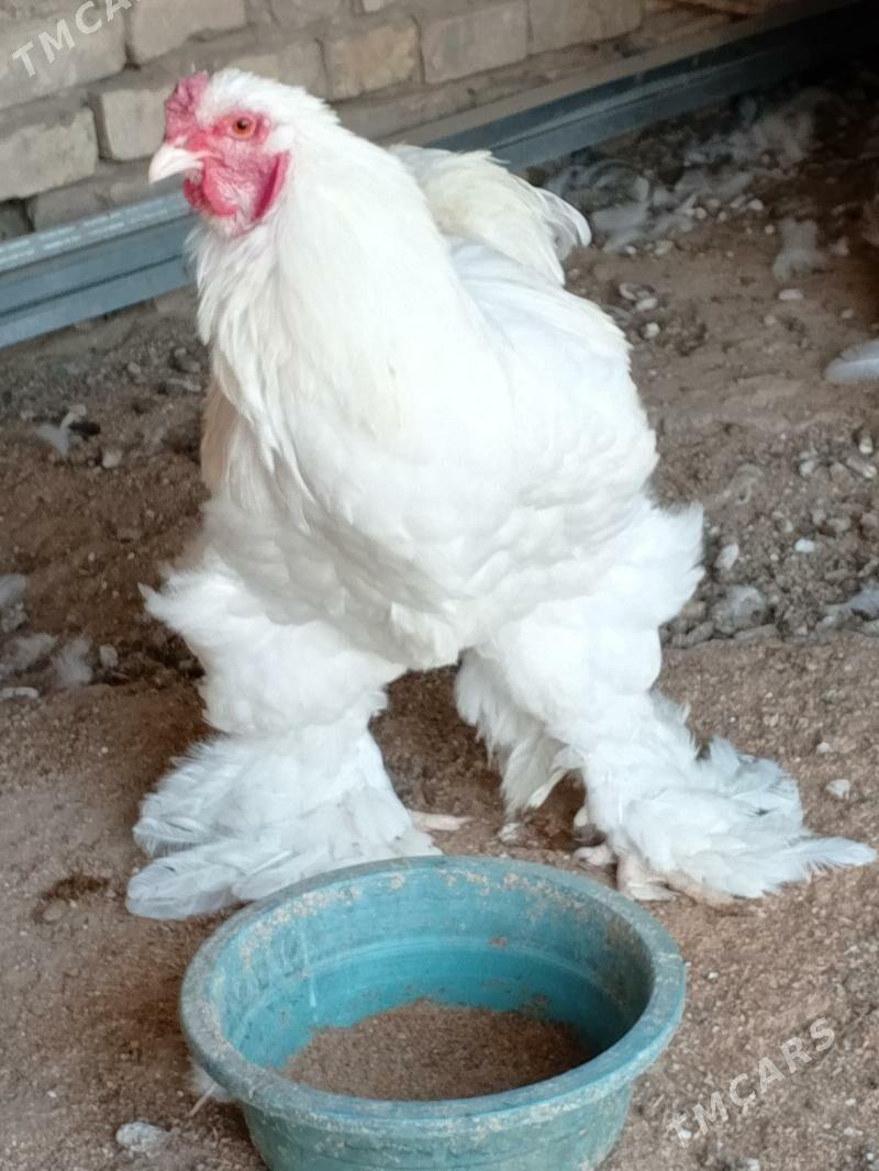 brama - Ашхабад - img 2