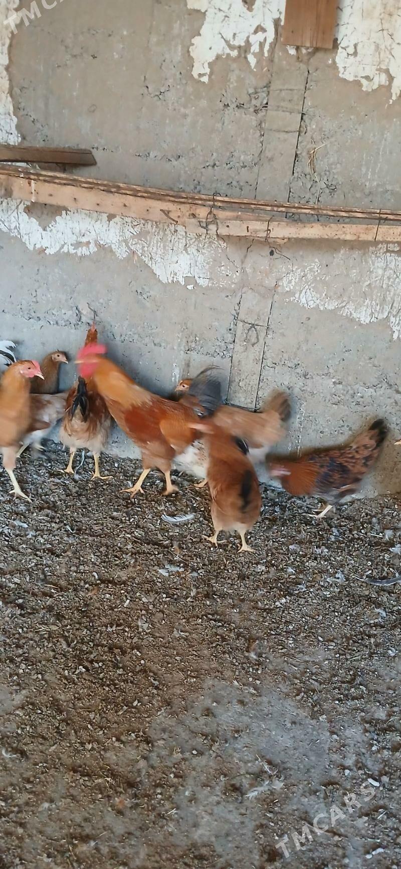 horaz - Gökje - img 2