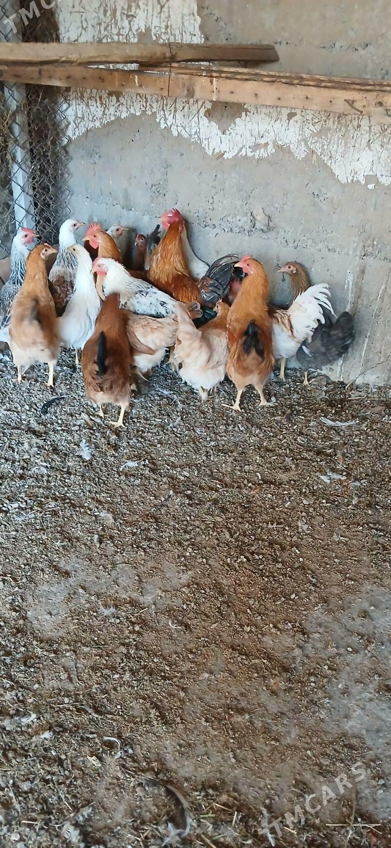 horaz - Gökje - img 4